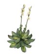 EUROPALMS Houseleeks (EVA), kunstmatig, geel, 32cm