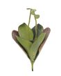 EUROPALMS Waterlelie (EVA), kunstplant, gesloten, groen, 45cm