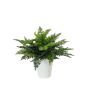EUROPALMS Varenstruik in pot, kunstplant, 51 bladeren, 48cm