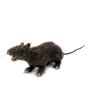 EUROPALMS Rat, lifelike with coat 30cm