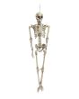 EUROPALMS Halloween Skeleton