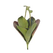 EUROPALMS Waterlelie (EVA), kunstplant, gesloten, groen, 45cm